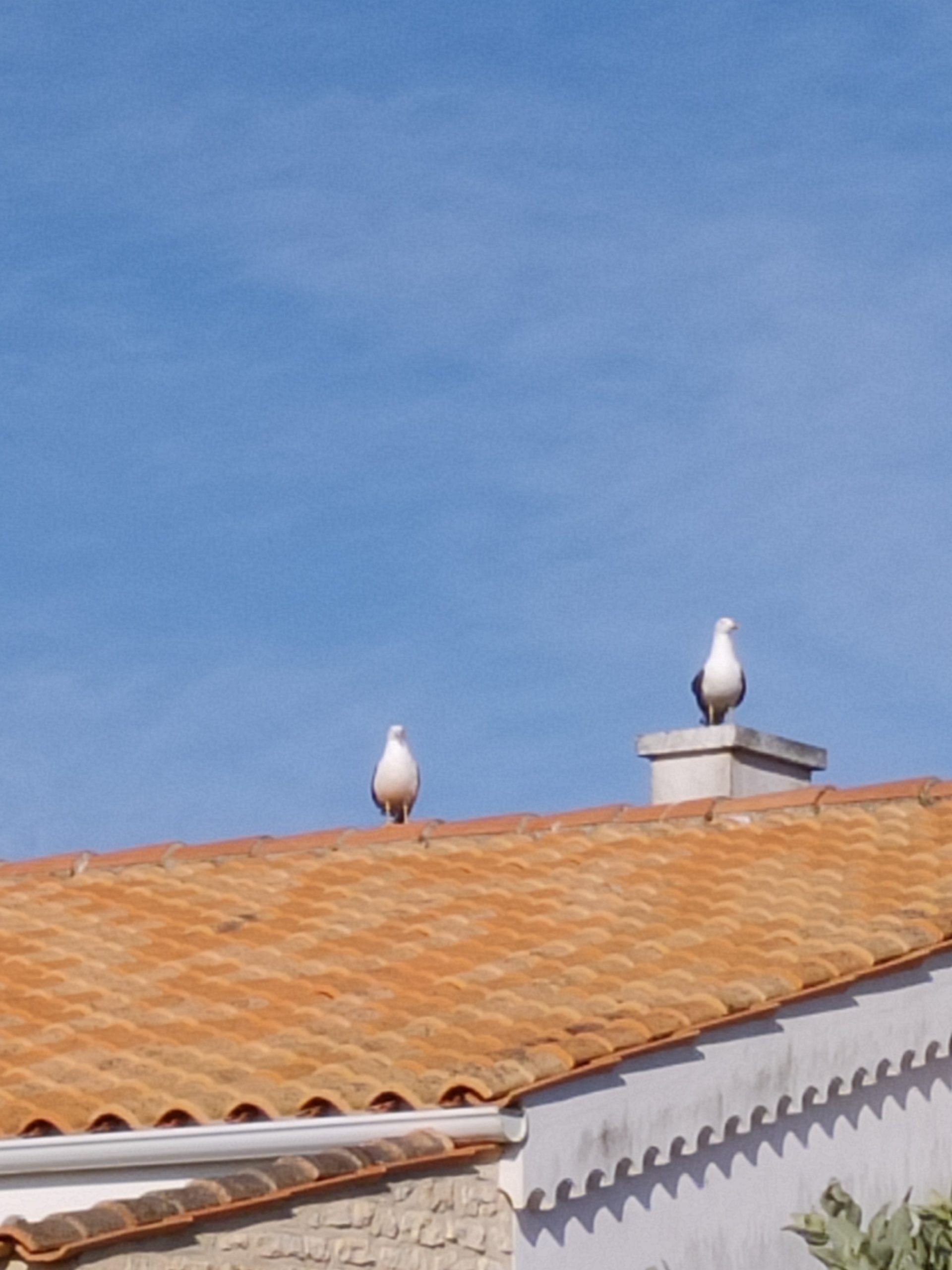 Ramonage de votre poêle à Ile d’oléron