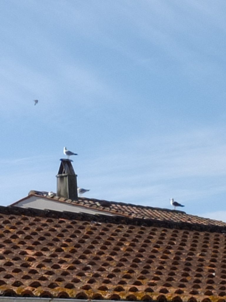 Ramoneur Dolus d'oléron