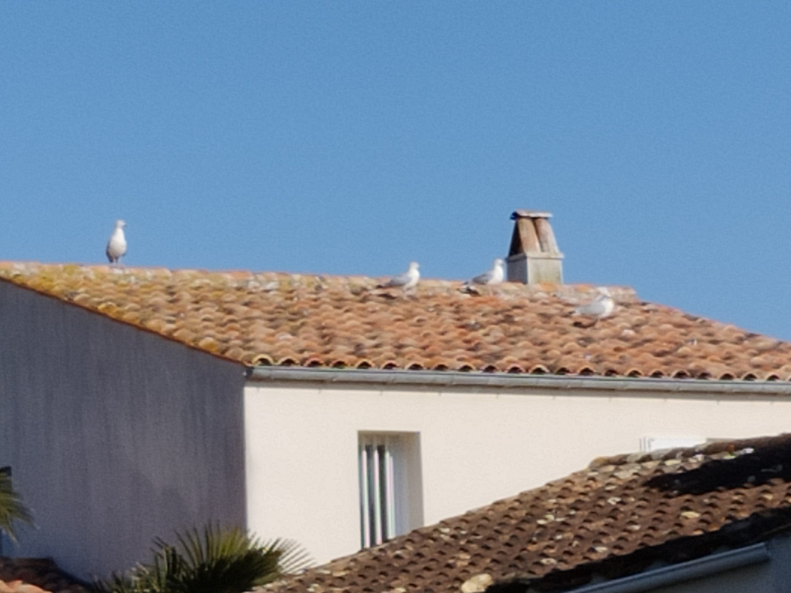 Ramonage de votre poêle à bois à Saint-Georges-d’Oléron