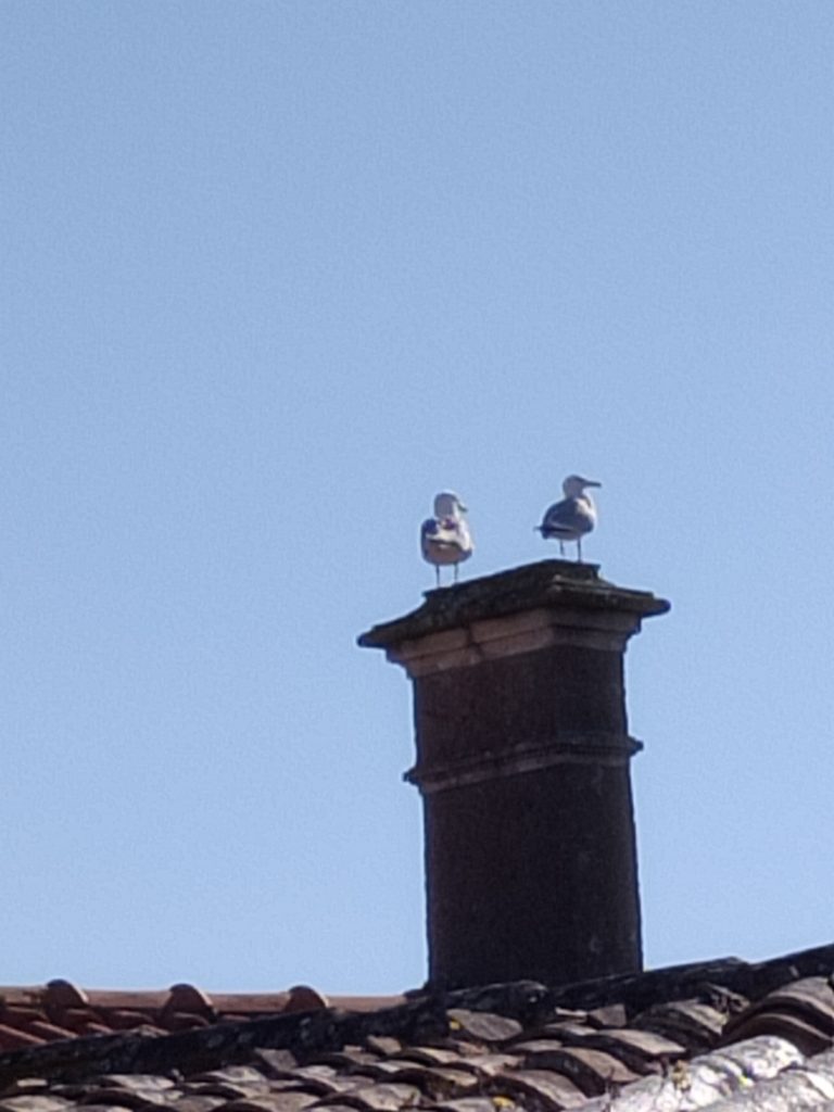 ramonage Saint pierre d'oleron