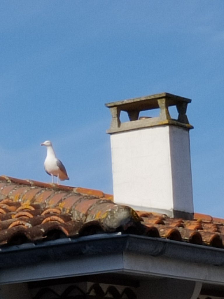 Ramonage saint george d'oleron