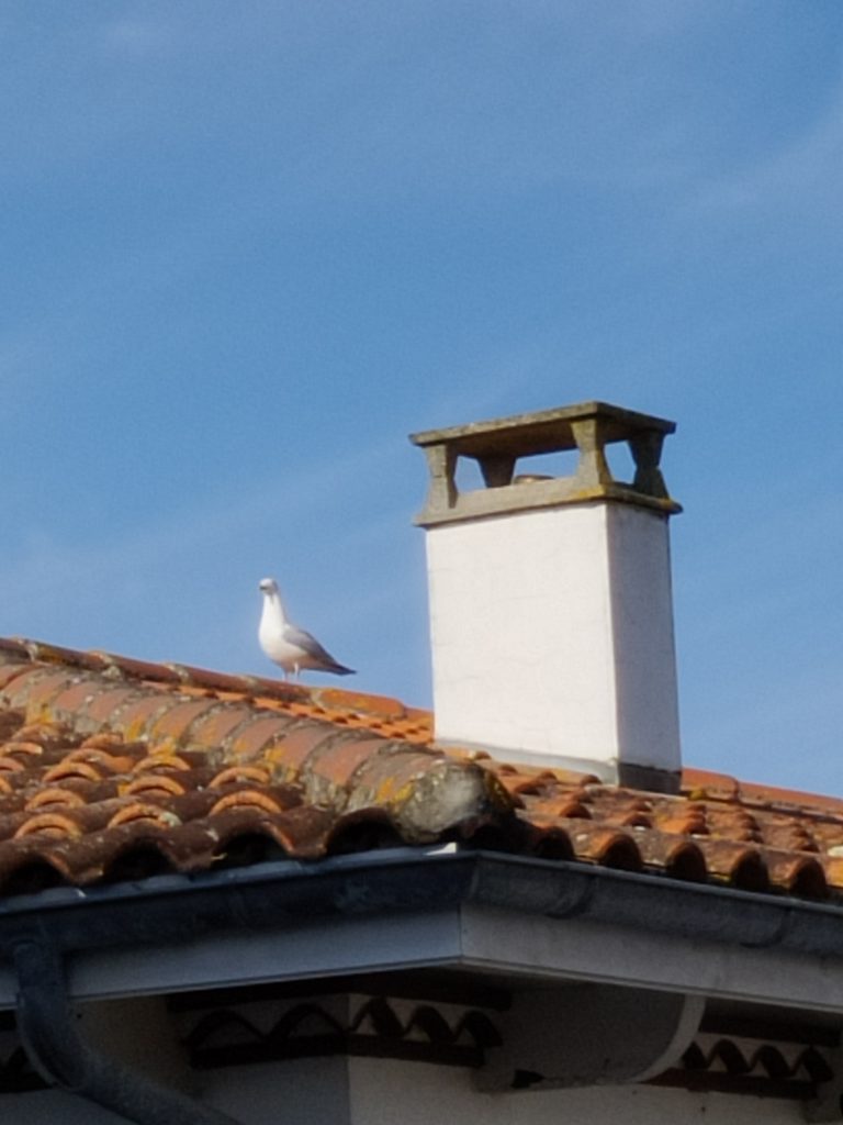 ramonage le chateau d'oleron